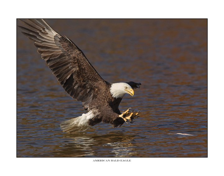 _1SB8693 bald eagle catching fish a85x11.jpg